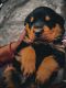 Rottweiler Puppies for sale in Delhi, India. price: 13,500 INR