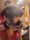 Rottweiler Puppies for sale in Selah, WA, USA. price: $500