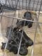 Rottweiler Puppies for sale in Crestview, FL, USA. price: $500