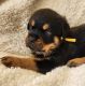 Rottweiler Puppies for sale in AL-3, Hartselle, AL, USA. price: NA