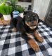 Rottweiler Puppies for sale in Indianapolis, IN, USA. price: $1,200