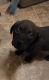 Rottweiler Puppies for sale in St Paul, MN 55114, USA. price: $350