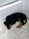 Rottweiler Puppies for sale in Santa Clara, CA, USA. price: NA