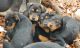 Rottweiler Puppies for sale in Belton, SC 29627, USA. price: $200