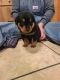 Rottweiler Puppies for sale in Checotah, OK 74426, USA. price: NA