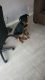Rottweiler Puppies for sale in Morrow, GA 30260, USA. price: NA