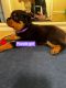 Rottweiler Puppies for sale in Ellijay, GA 30540, USA. price: $1,000