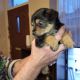 Rottweiler Puppies for sale in Carrollton, TX, USA. price: $850