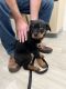 Rottweiler Puppies for sale in Vista, CA 92081, USA. price: $3,000