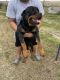 Rottweiler Puppies for sale in Schulenburg, TX 78956, USA. price: NA