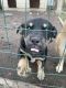 Rottweiler Puppies for sale in Houston, TX 77022, USA. price: $400