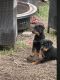 Rottweiler Puppies for sale in Homestead, FL, USA. price: $900