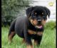 Rottweiler Puppies for sale in Queen Creek, AZ, USA. price: $1,500