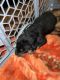 Rottweiler Puppies for sale in Fayetteville, NC, USA. price: $1,000