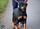 Rottweiler Puppies for sale in Kuthirai Vandi Theru, Gobichettipalayam, Tamil Nadu 638452, India. price: 10000 INR