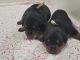Rottweiler Puppies for sale in Glendale, AZ 85308, USA. price: NA
