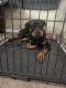 Rottweiler Puppies for sale in Valdosta, GA, USA. price: $400