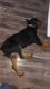 Rottweiler Puppies for sale in Fort Lauderdale, FL, USA. price: $900