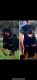 Rottweiler Puppies for sale in Zephyrhills, FL 33541, USA. price: $150,000