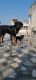 Rottweiler Puppies for sale in Jaipur, Rajasthan, India. price: 8000 INR