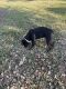 Rottweiler Puppies for sale in Pearland, TX, USA. price: $1,500