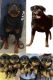 Rottweiler Puppies for sale in Majestic, Bengaluru, Karnataka, India. price: 20000 INR