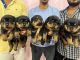 Rottweiler Puppies for sale in Tiruchirappalli, Tamil Nadu, India. price: 25000 INR