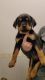 Rottweiler Puppies for sale in Kearney, NE, USA. price: $900