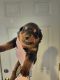 Rottweiler Puppies for sale in Radcliff, KY, USA. price: $1,000