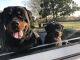 Rottweiler Puppies for sale in Sardis City, AL 35957, USA. price: $1,500