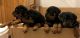 Rottweiler Puppies for sale in 2980 Warrenton Rd, Guntersville, AL 35976, USA. price: NA