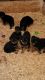 Rottweiler Puppies for sale in La Vernia, TX 78121, USA. price: $1,000