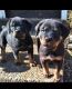 Rottweiler Puppies for sale in Antioch, TN 37013, USA. price: NA
