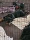 Rottweiler Puppies for sale in McKinney, TX, USA. price: NA