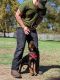 Rottweiler Puppies for sale in 17184 Tulsa St, Granada Hills, CA 91344, USA. price: $4,000