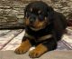 Rottweiler Puppies for sale in Florida St, San Francisco, CA, USA. price: $300