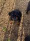 Rottweiler Puppies for sale in Grovetown, GA 30813, USA. price: NA