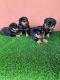 Rottweiler Puppies for sale in Dallas, TX, USA. price: $1,500