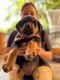 Rottweiler Puppies for sale in Delhi, India. price: 16,000 INR