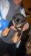 Rottweiler Puppies for sale in Detroit, MI, USA. price: $650