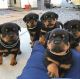 Rottweiler Puppies for sale in Bluffton, SC 29910, USA. price: $500