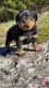 Rottweiler Puppies for sale in La Vergne, TN, USA. price: $1,500