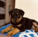 Rottweiler Puppies for sale in Delhi, India. price: 13,000 INR