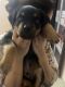 Rottweiler Puppies for sale in Delhi, India. price: 12,000 INR