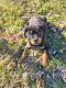 Rottweiler Puppies for sale in Staunton, IL 62088, USA. price: NA