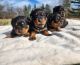 Rottweiler Puppies for sale in Staunton, IL 62088, USA. price: $1,000