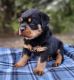 Rottweiler Puppies for sale in Houston, TX 77002, USA. price: NA