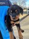 Rottweiler Puppies for sale in Smyrna, GA, USA. price: $600