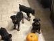 Rottweiler Puppies for sale in Atlanta, GA, USA. price: $800