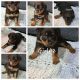 Rottweiler Puppies for sale in McDonough, GA 30252, USA. price: $950